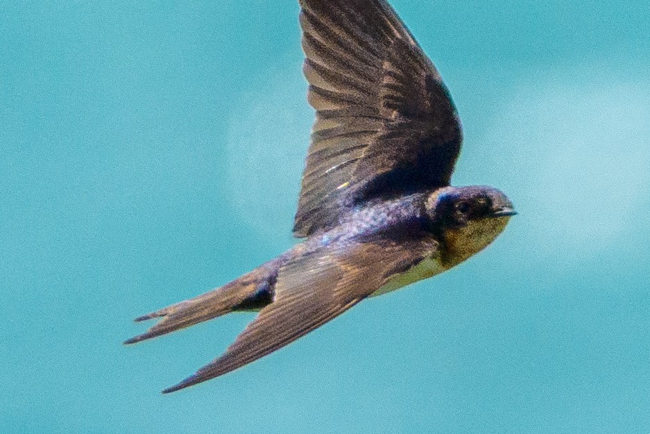 Ластівка сільська - ML649409613