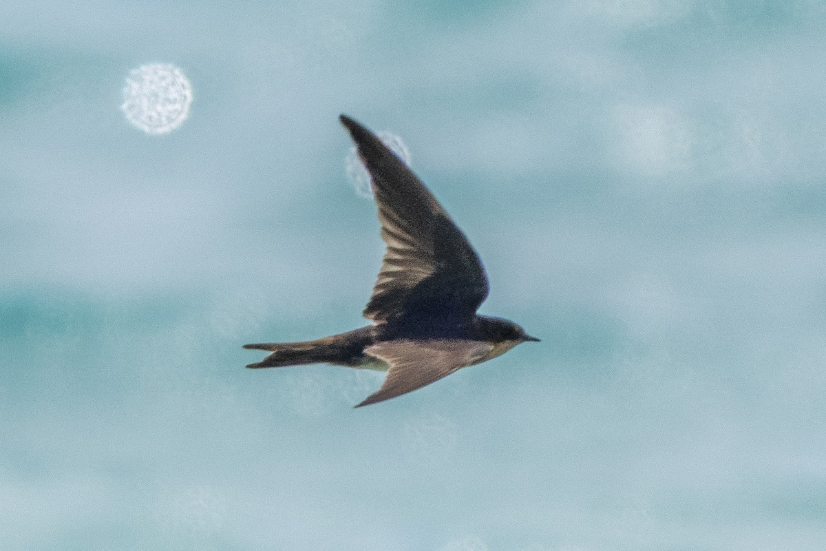 Ластівка сільська - ML649409614