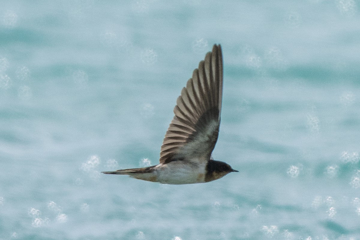 Ластівка сільська - ML649409616