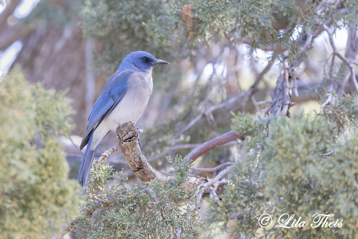 Mexikohäher - ML649409948