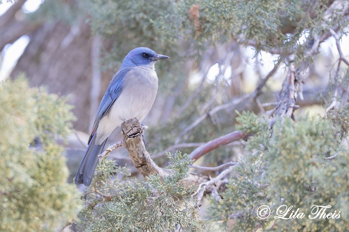 Mexikohäher - ML649409949