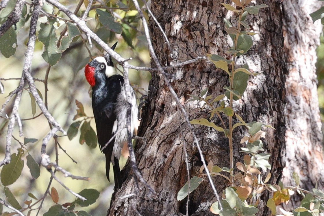 Eichelspecht - ML649409986