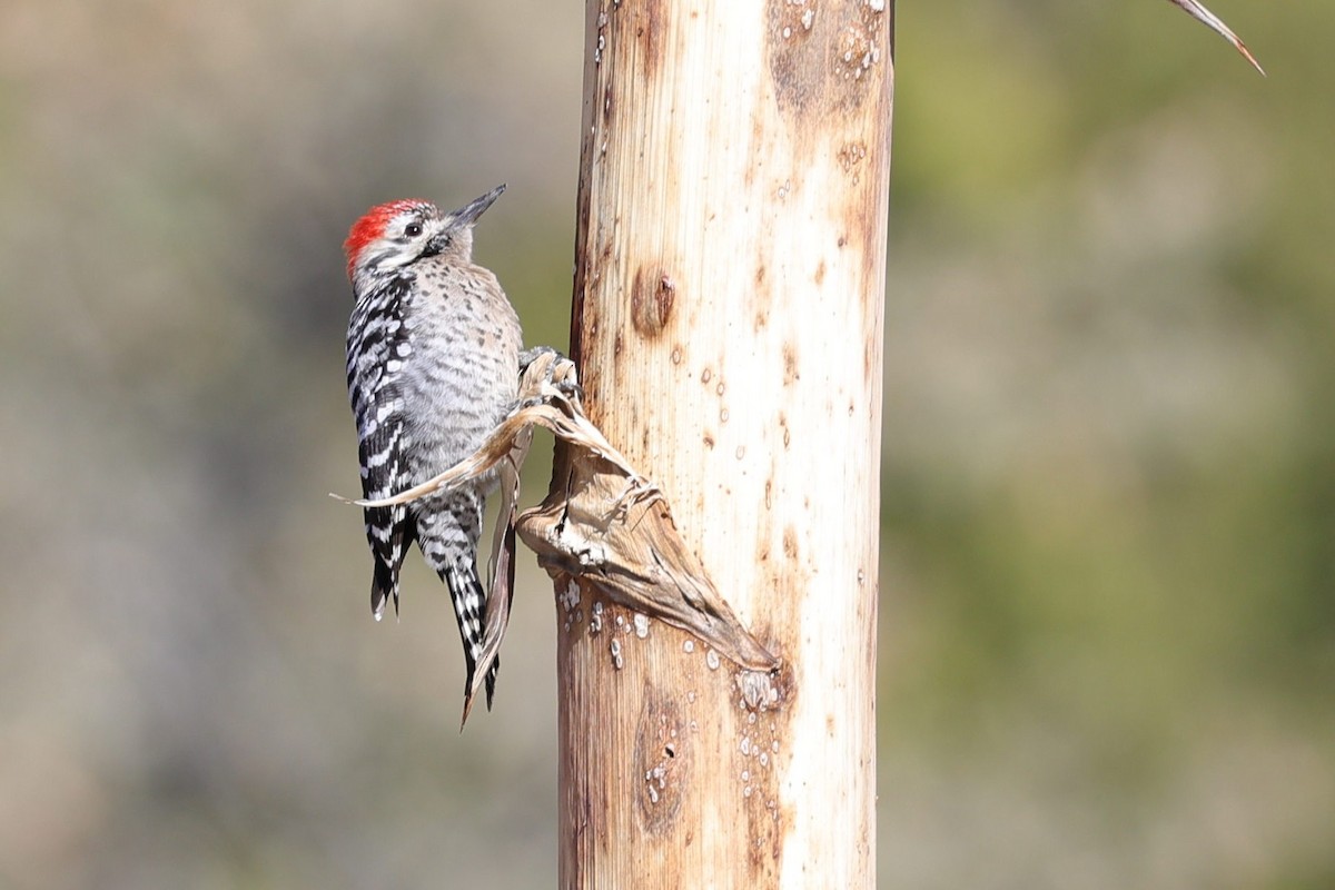 Texasspecht - ML649410008