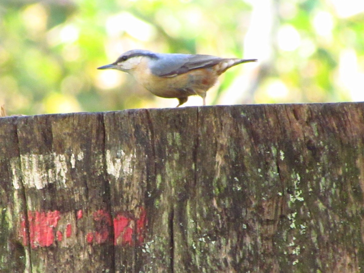 Повзик звичайний - ML649410039