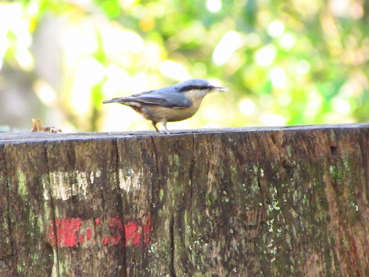 Повзик звичайний - ML649410040