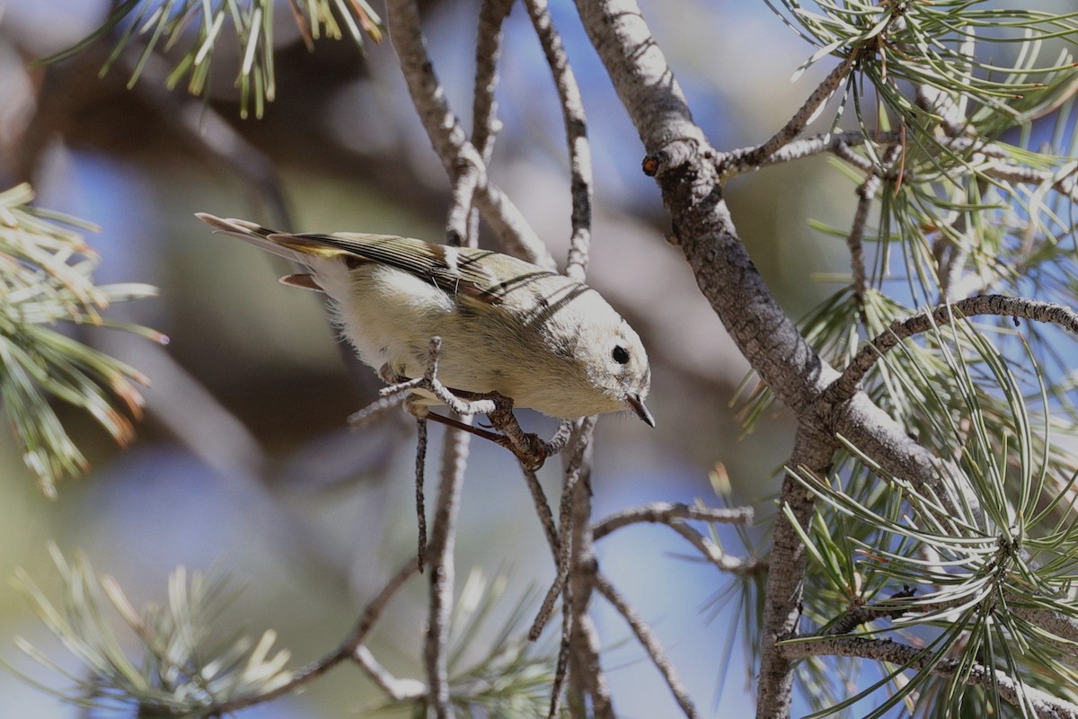 Rubingoldhähnchen - ML649410052