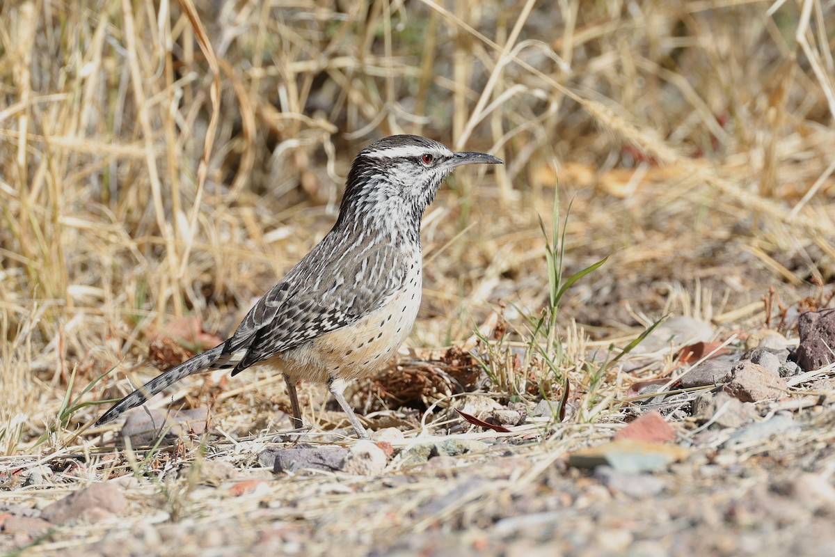 Kaktuszaunkönig - ML649410106