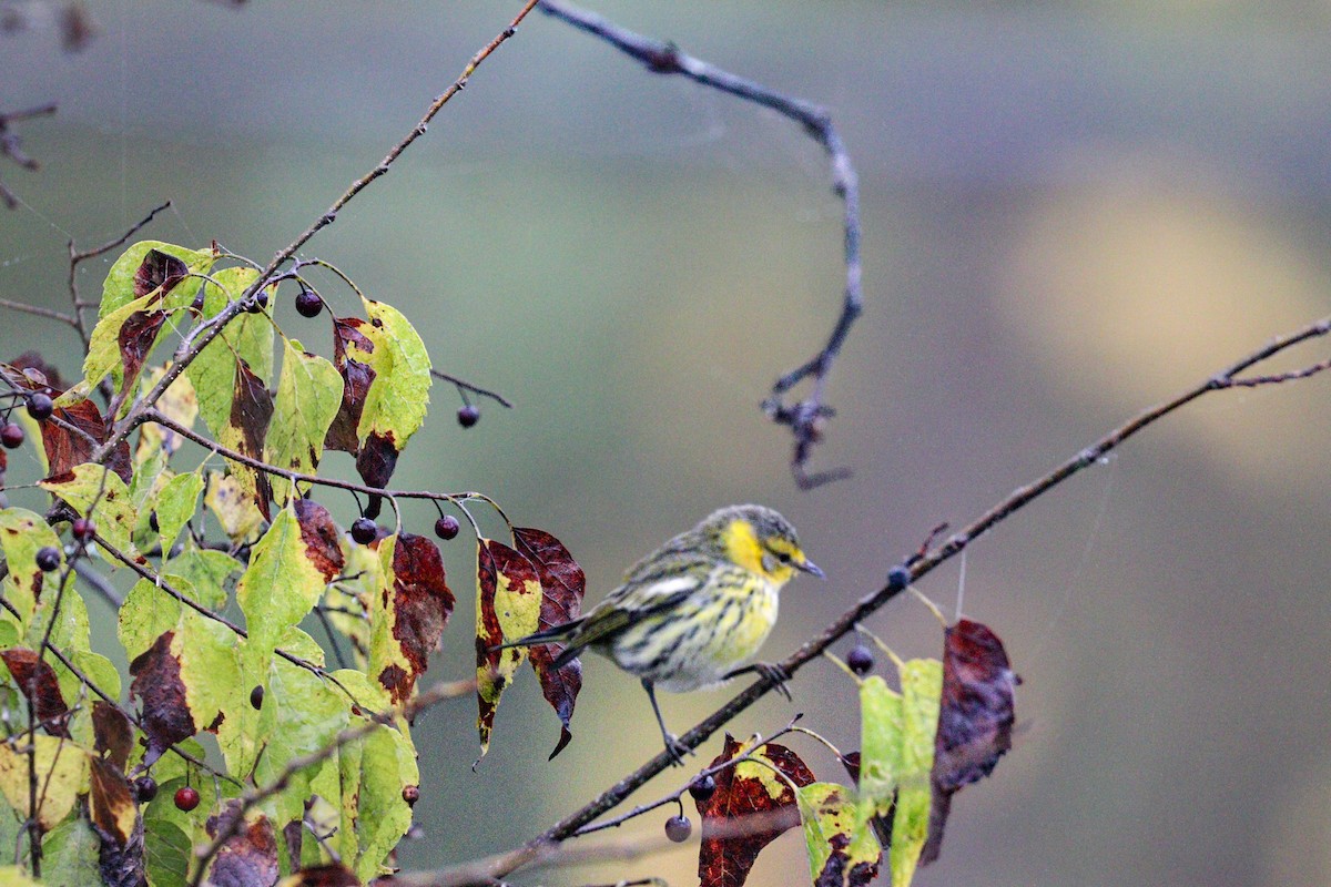 Cape May Warbler - ML649410246