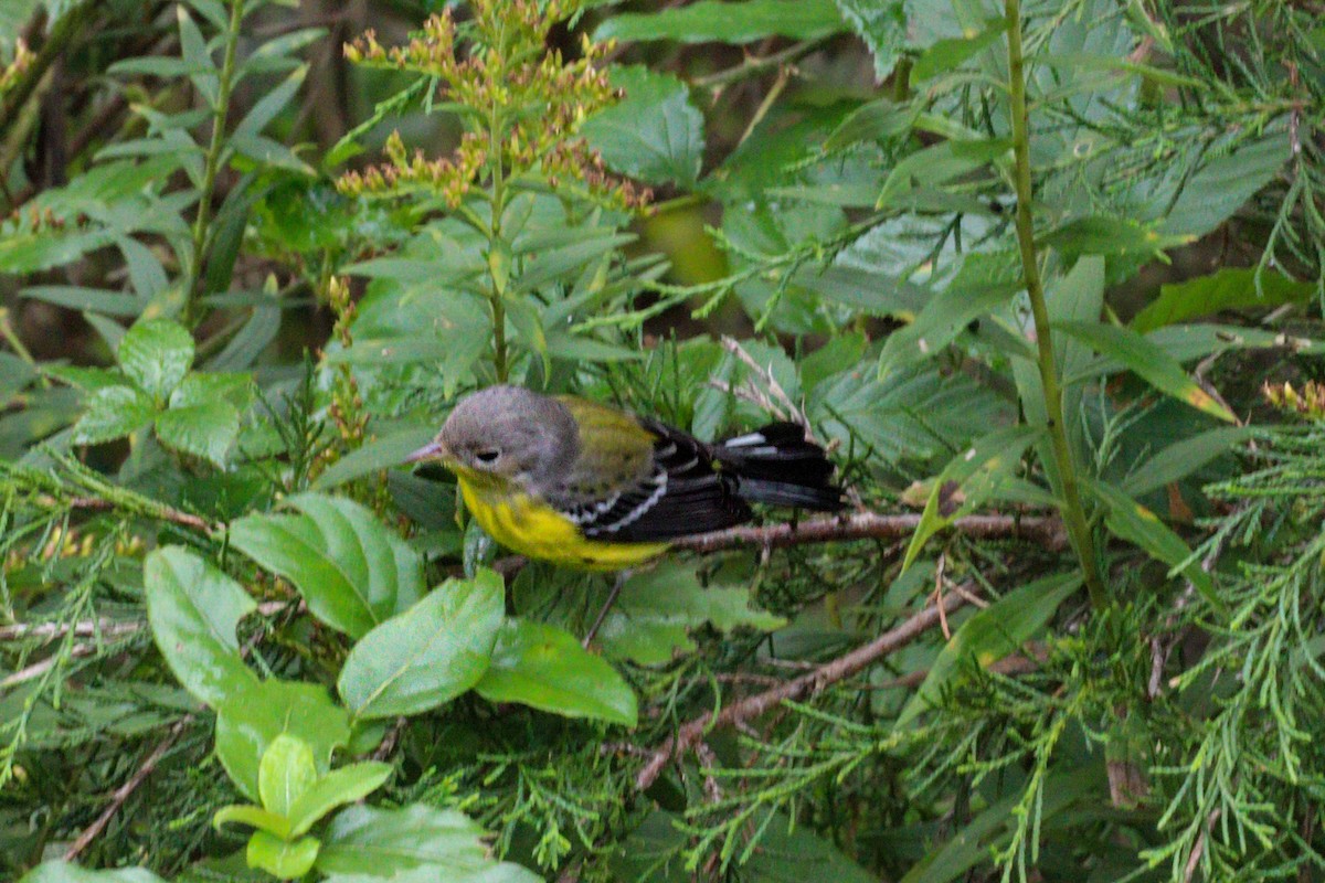Magnolia Warbler - ML649410258