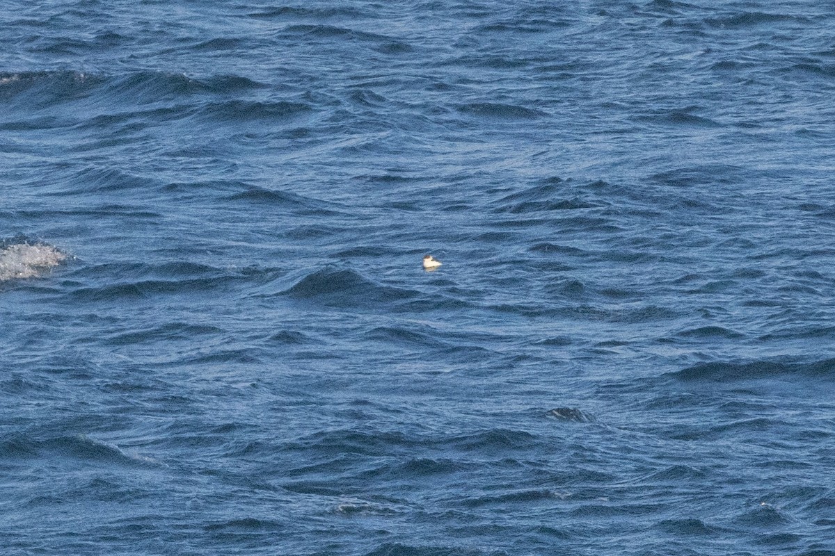 Pigeon Guillemot (snowi) - ML649410293