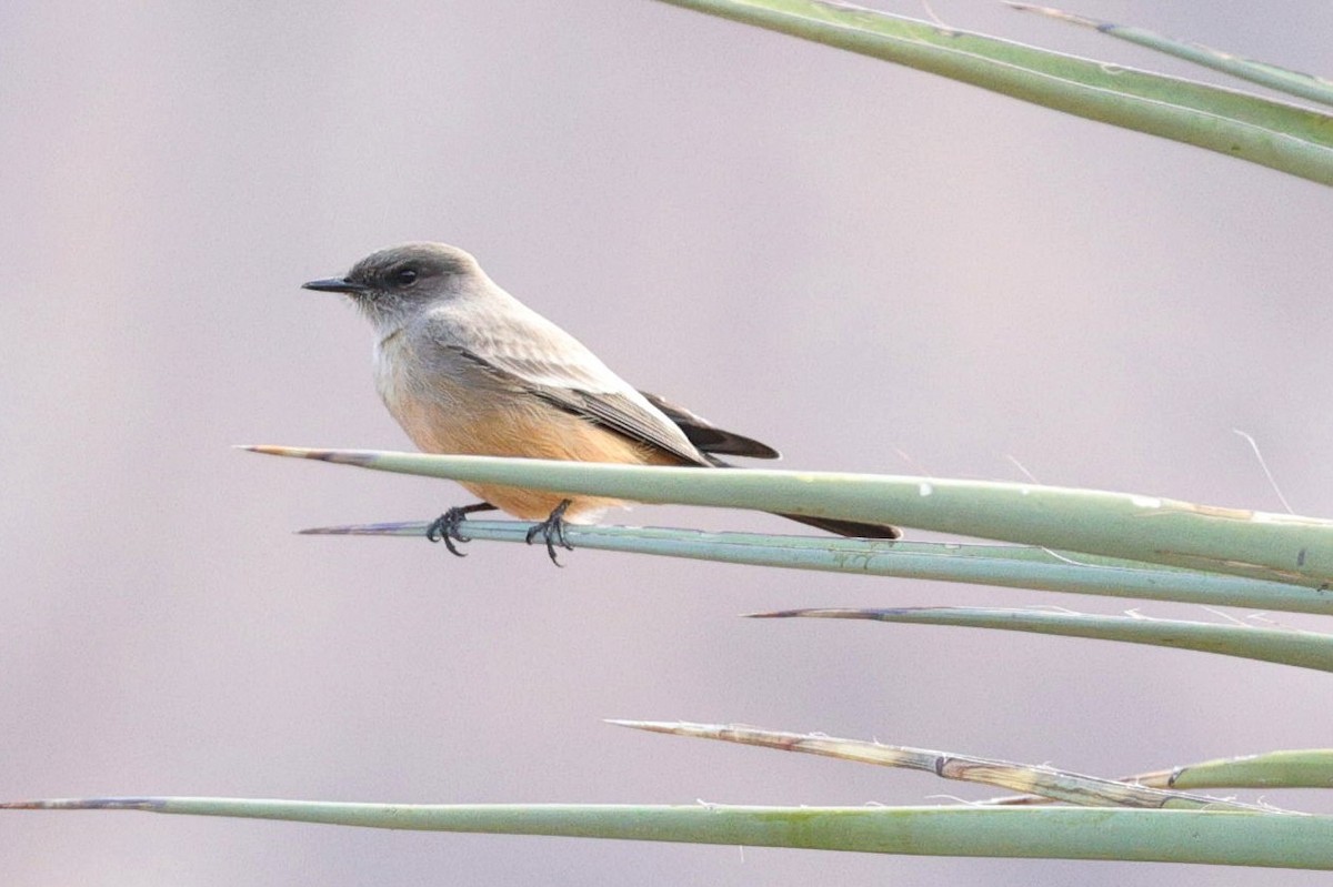 Zimtbauch-Phoebetyrann - ML649410342