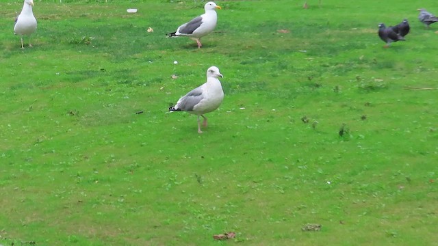 שחף צפוני - ML649410365