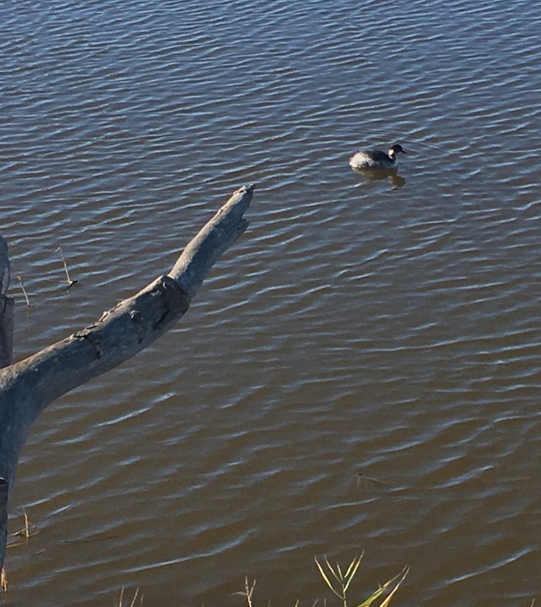 Eared Grebe - ML649410367