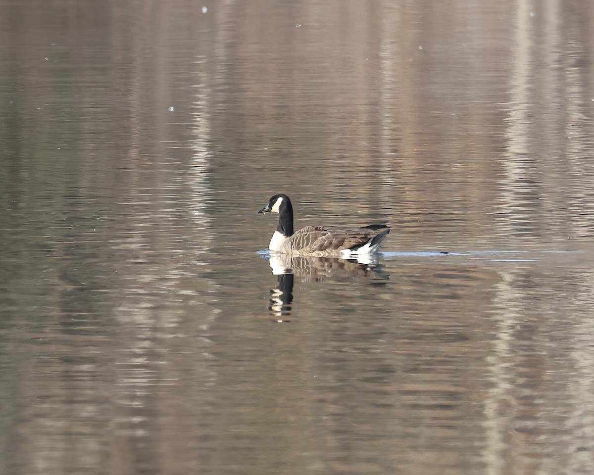 Bernache du Canada - ML649410397