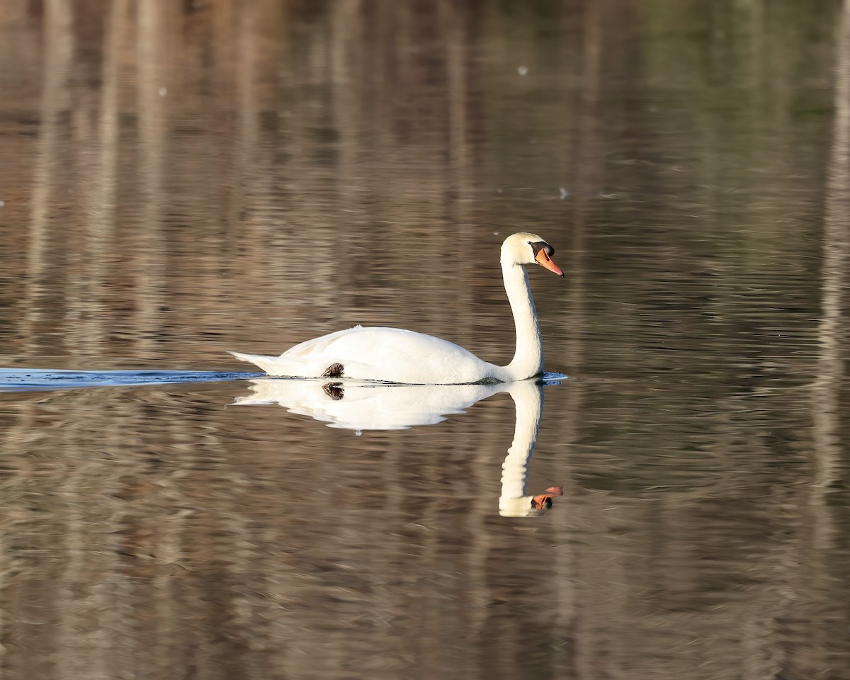 Cygne tuberculé - ML649410409