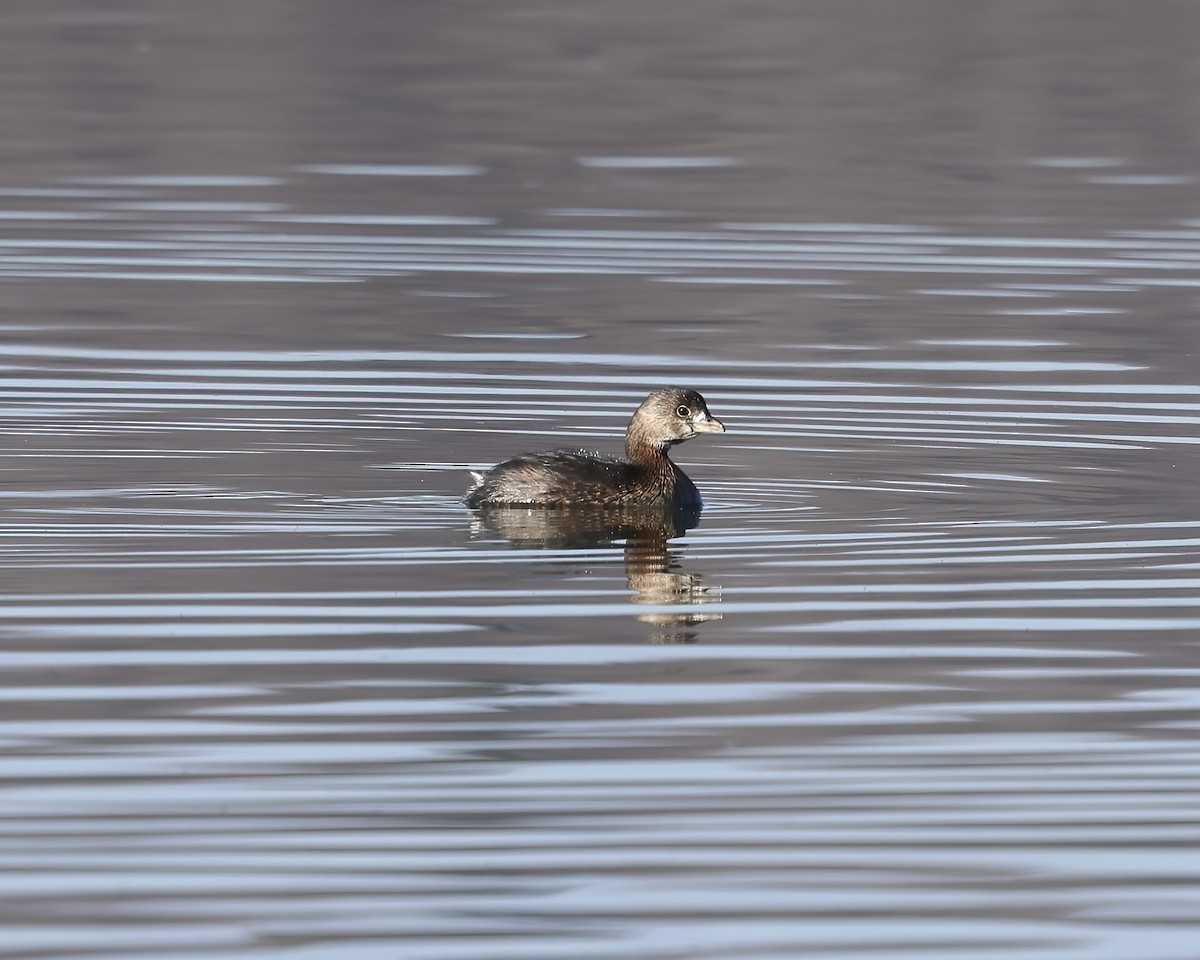 Grèbe à bec bigarré - ML649410415