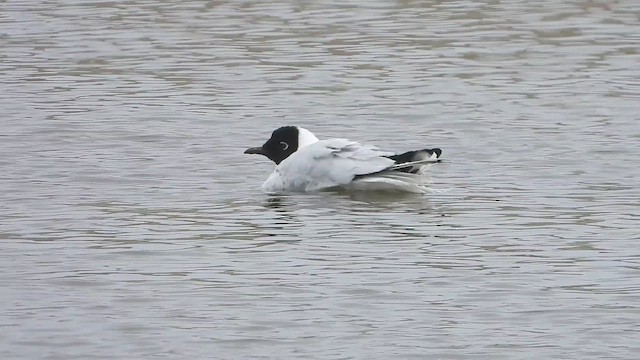 Andean Gull - ML649410516