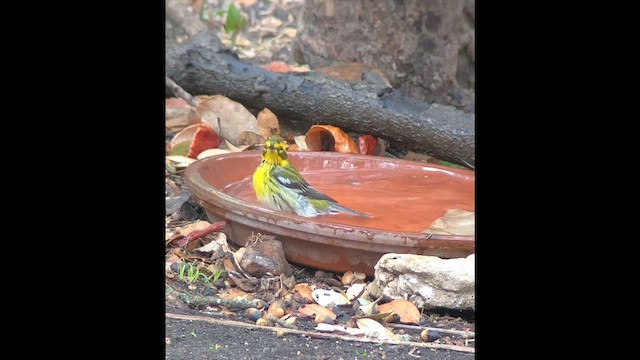 Townsend's Warbler - ML649410576