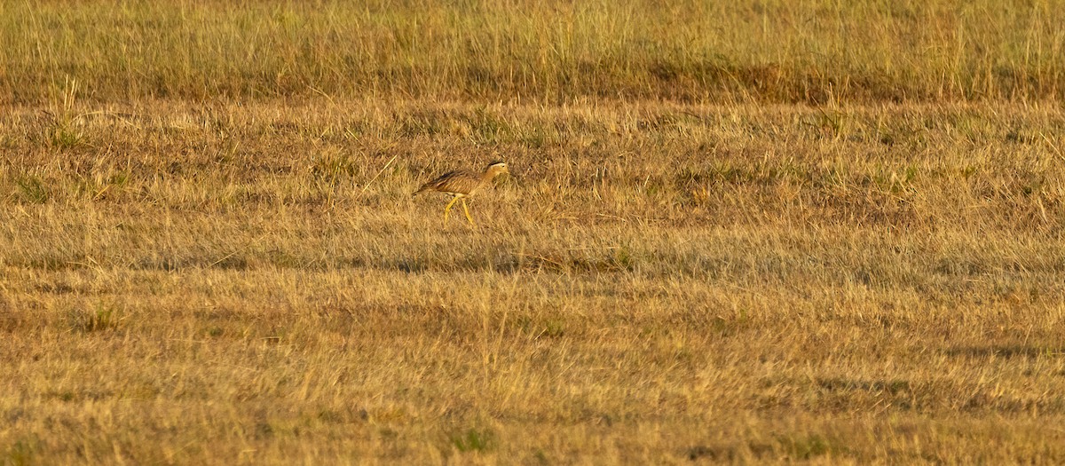 Double-striped Thick-knee - ML649410600