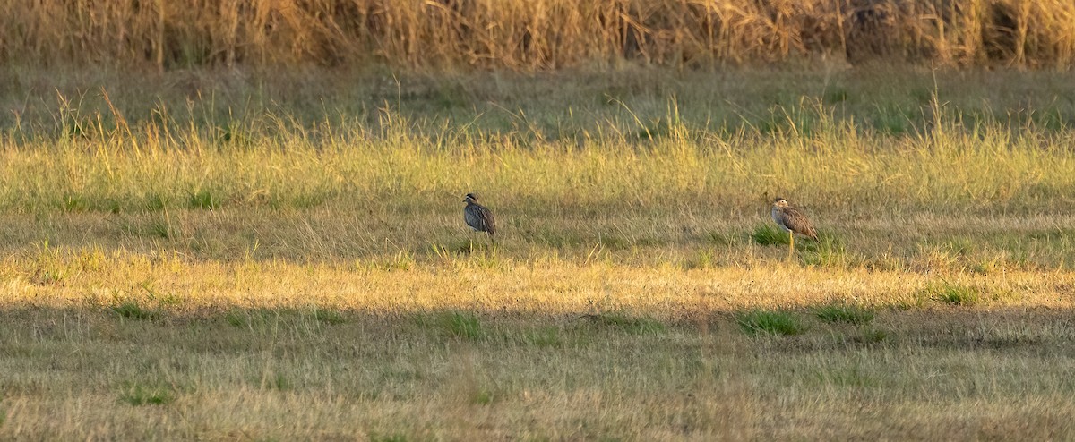 Double-striped Thick-knee - ML649410601