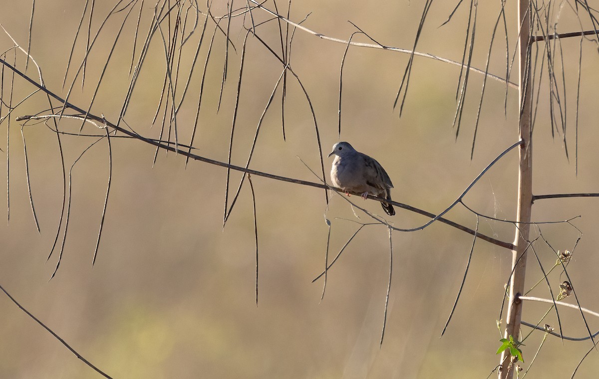 Ruddy Ground Dove - ML649410661
