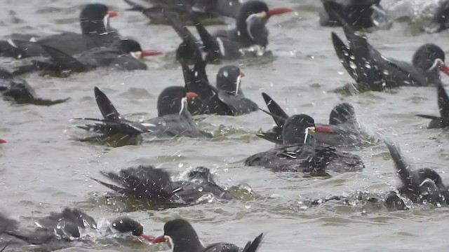 Inca Tern - ML649410691