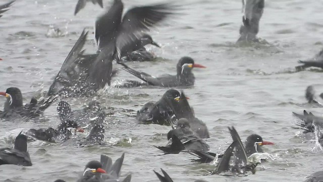 Inca Tern - ML649410693