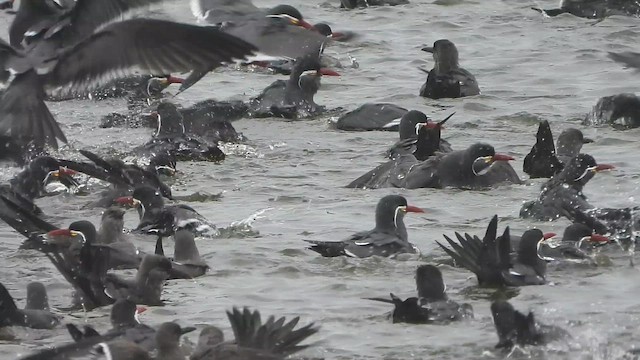 Inca Tern - ML649410695