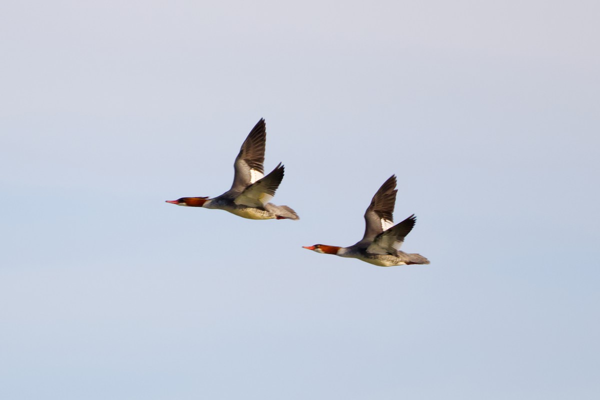 eBird Checklist - 22 Jan 2026 - Devola Lock and Dam #2 - 6 species