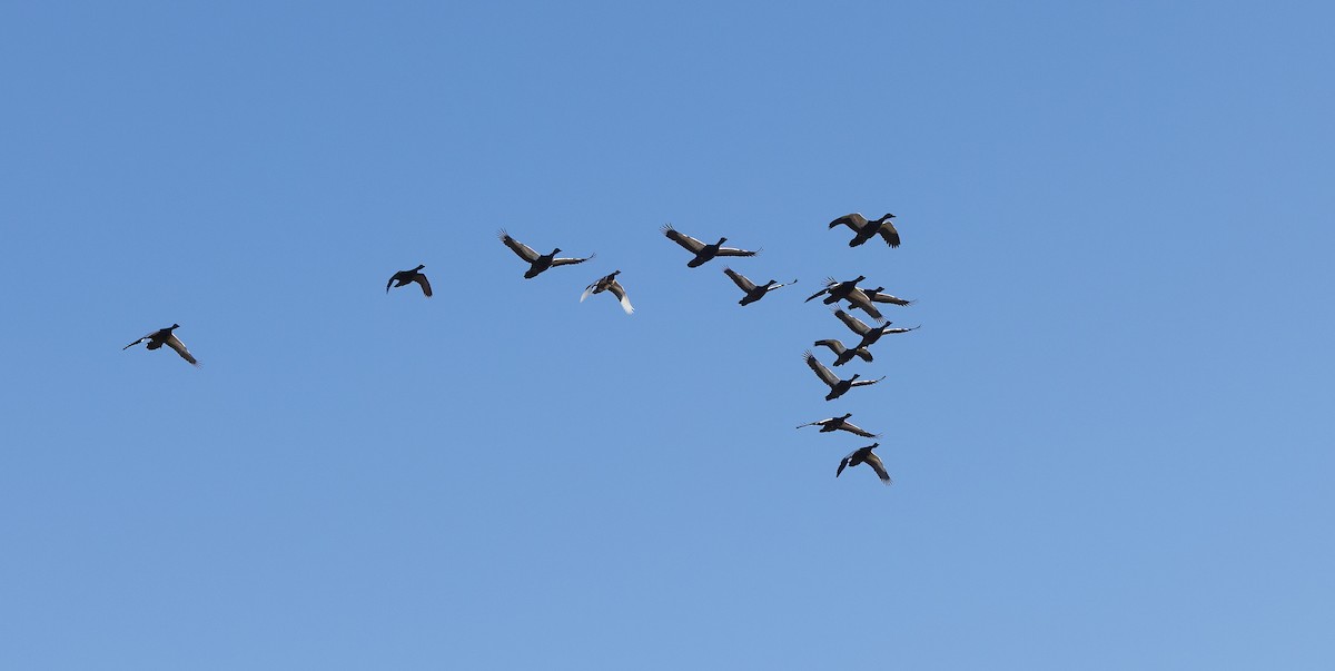 Ahate musketaduna - ML649410727