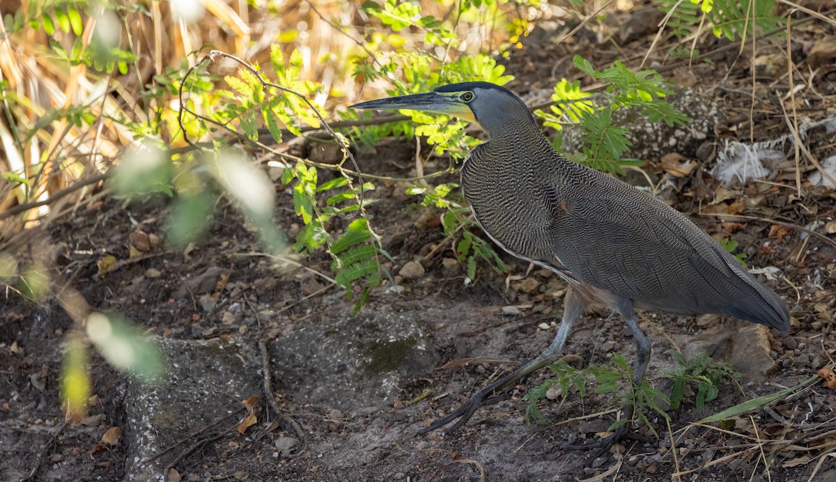 Bare-throated Tiger-Heron - ML649410758