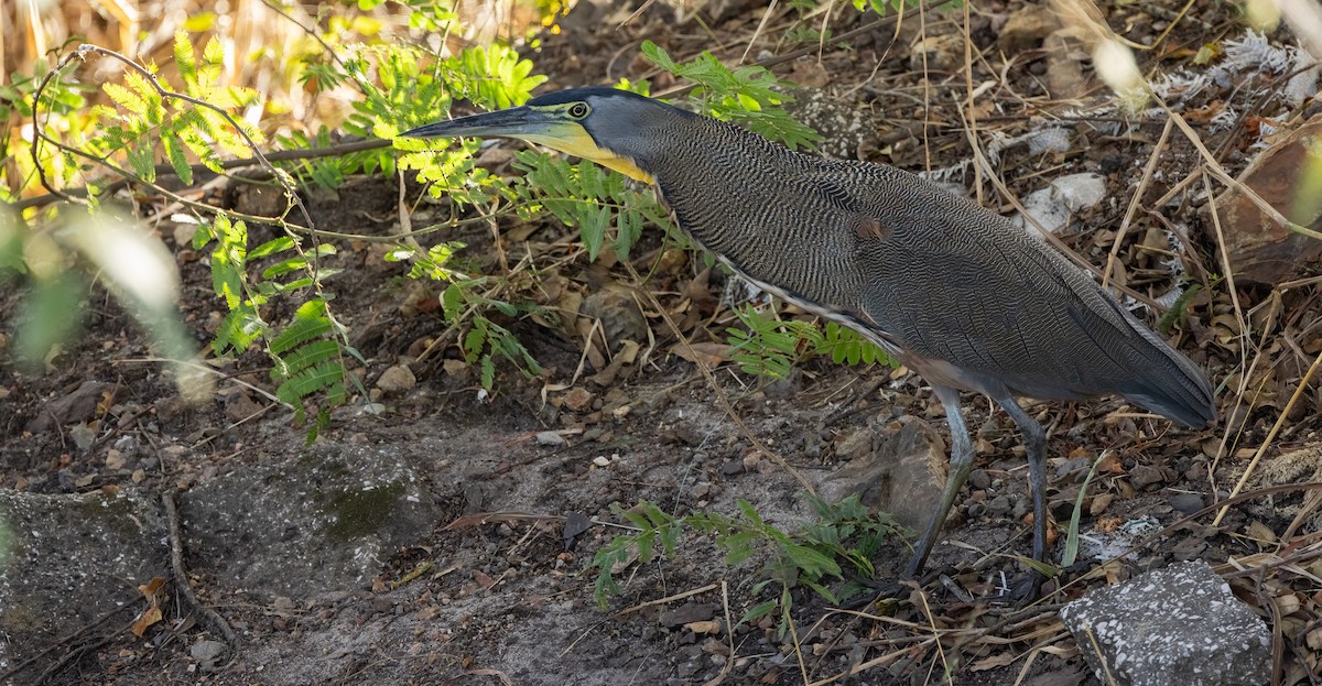 Bare-throated Tiger-Heron - ML649410759