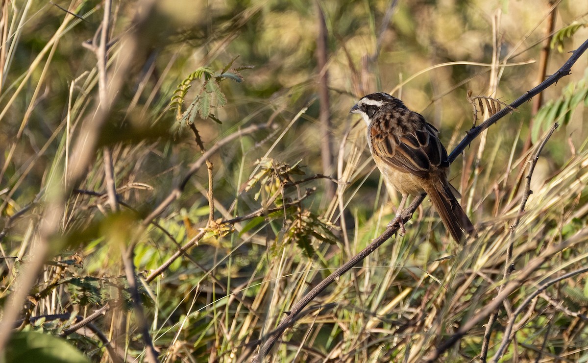Stripe-headed Sparrow - ML649410785