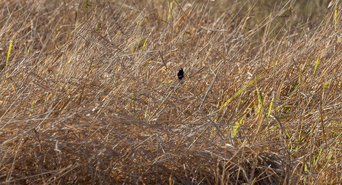 Blue-black Grassquit - ML649410796