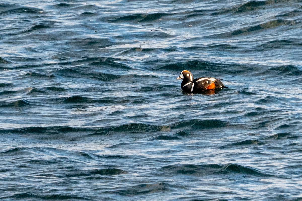 ברווז איסלנדי - ML649411148