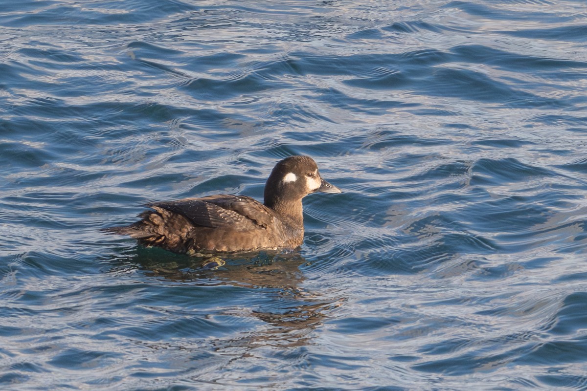 ברווז איסלנדי - ML649411160