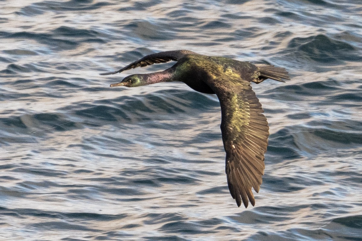 Pelagic Cormorant - ML649411205