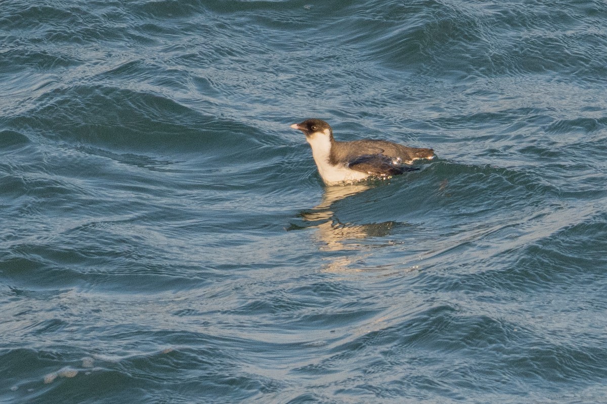 אלקית בהירת-מקור - ML649411227
