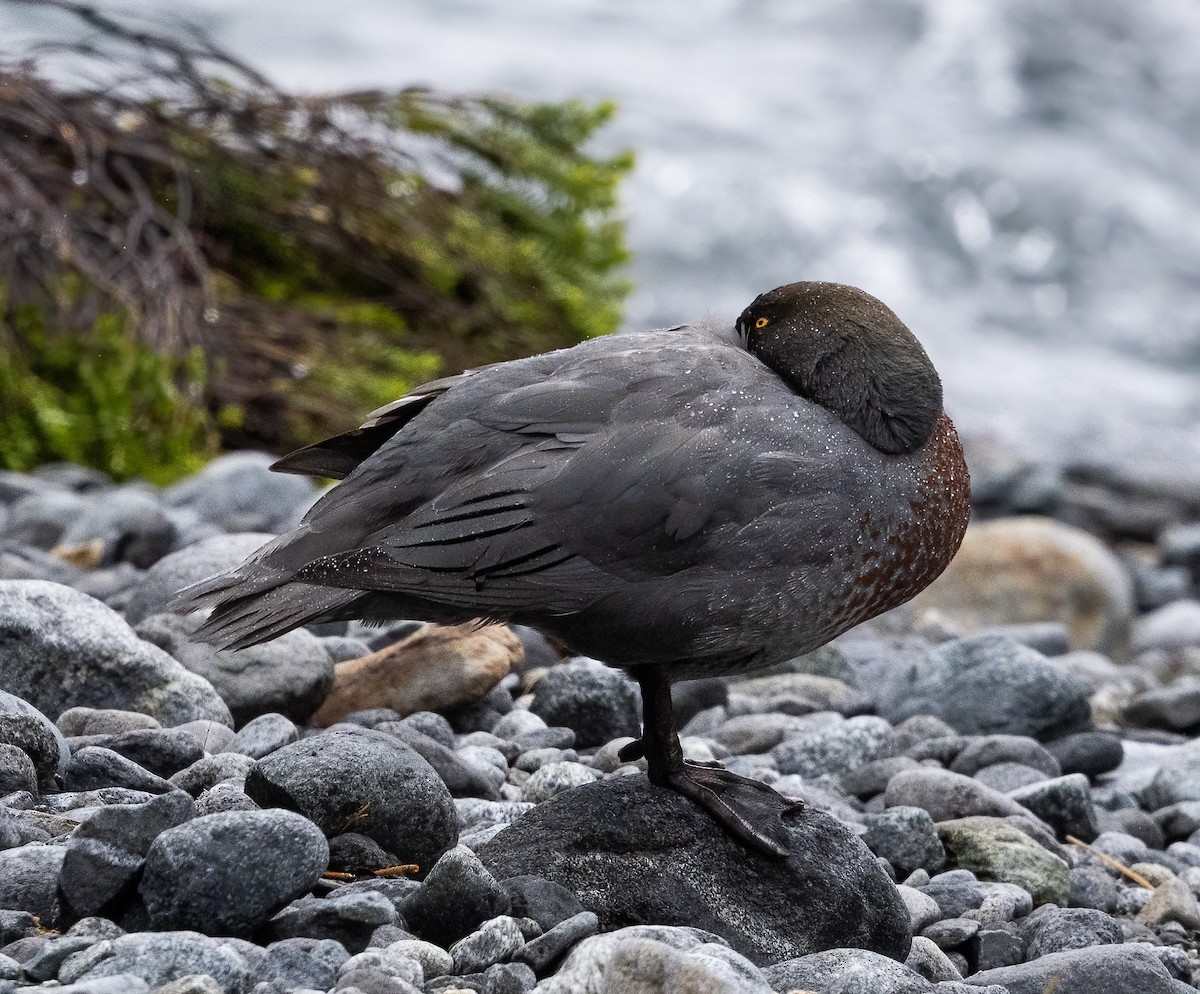 Blue Duck - ML649411419