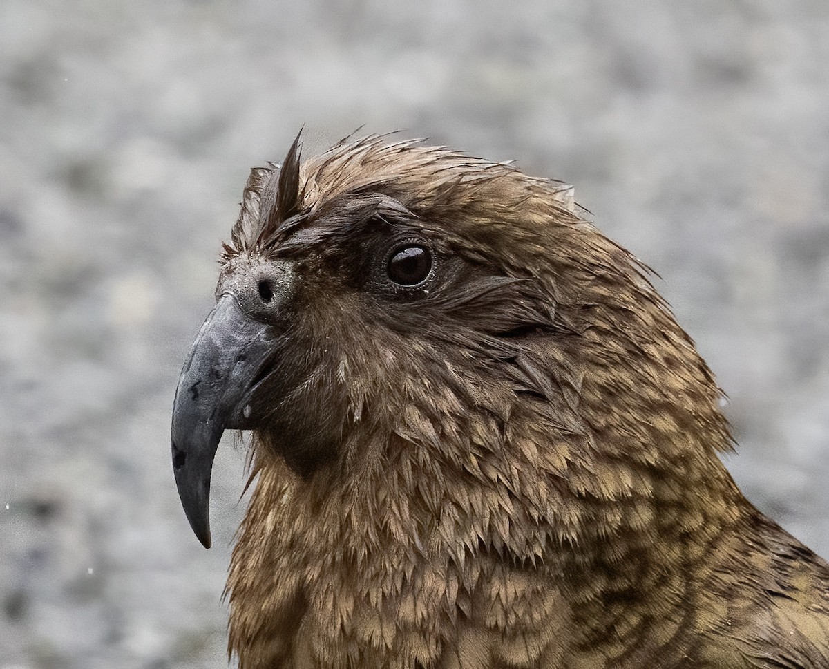 Kea - ML649411433