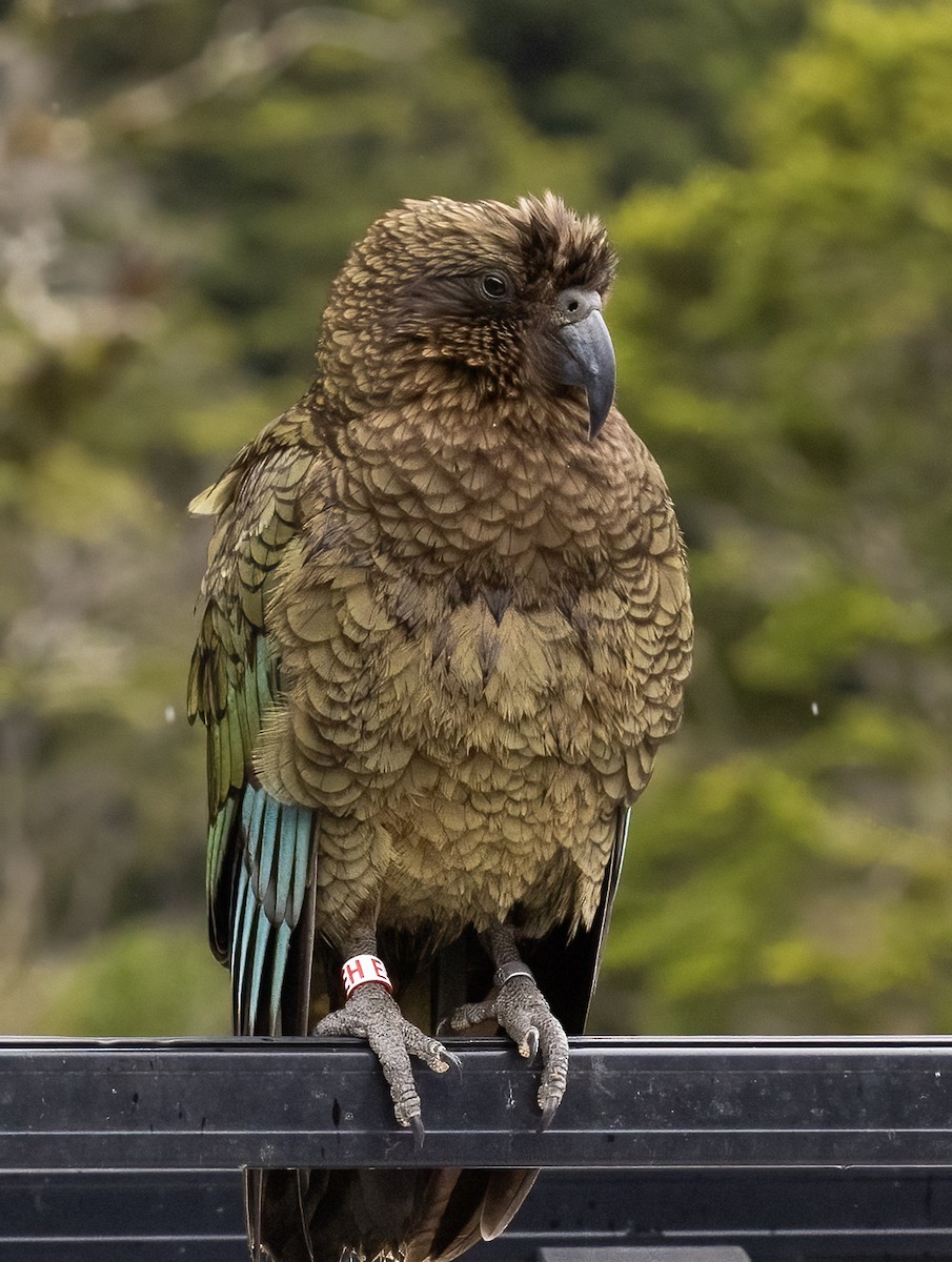Kea - ML649411434