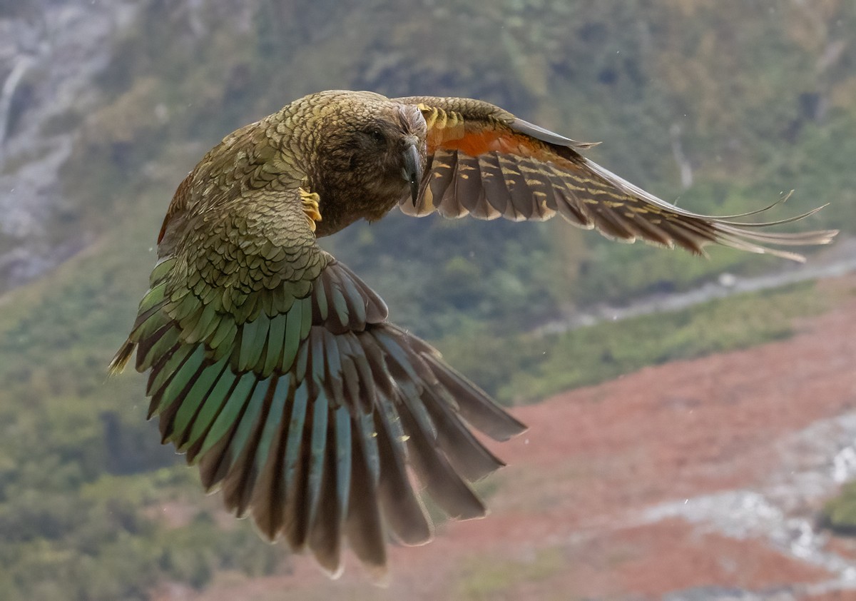 Kea - ML649411435