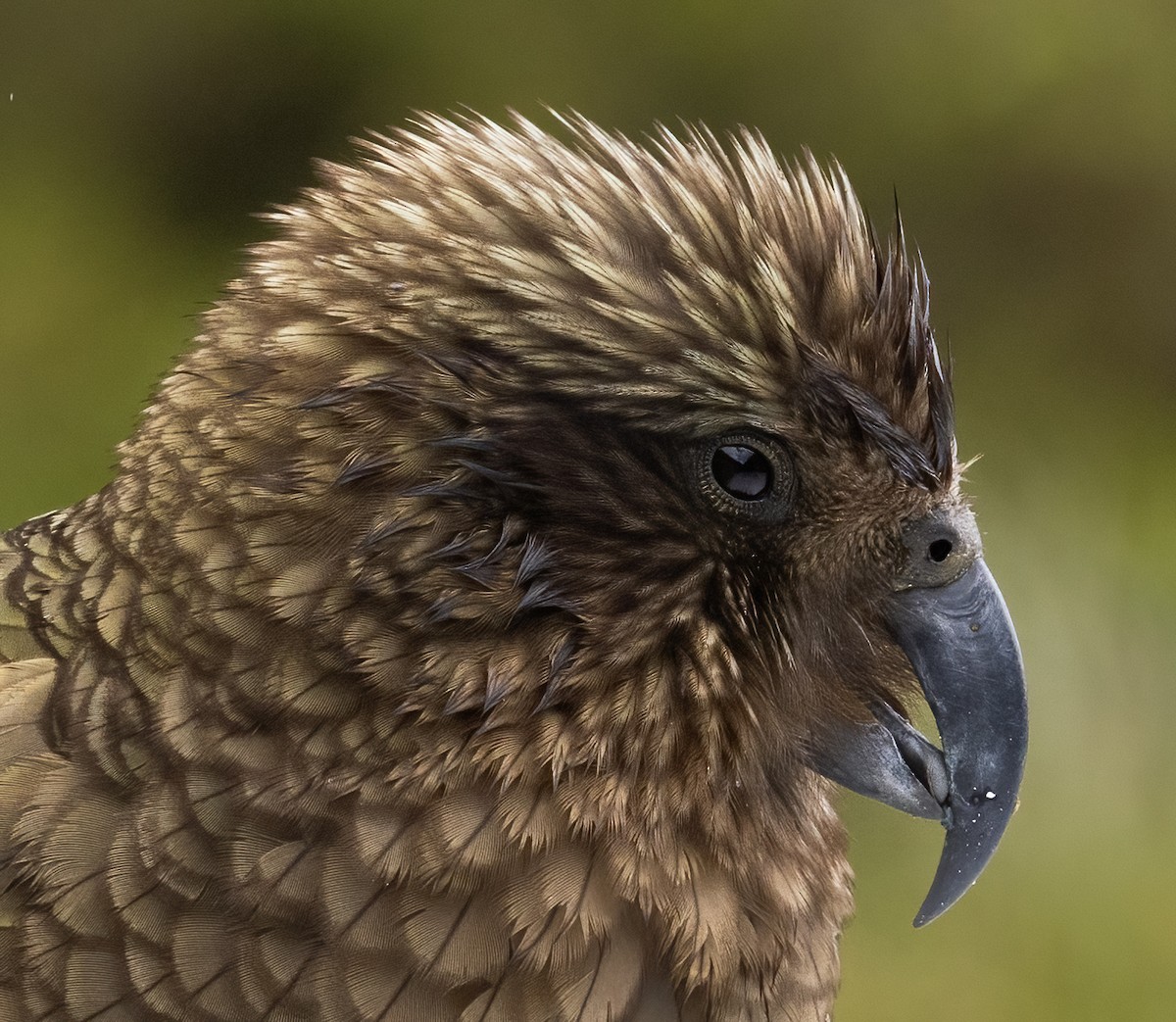 Kea - ML649411436