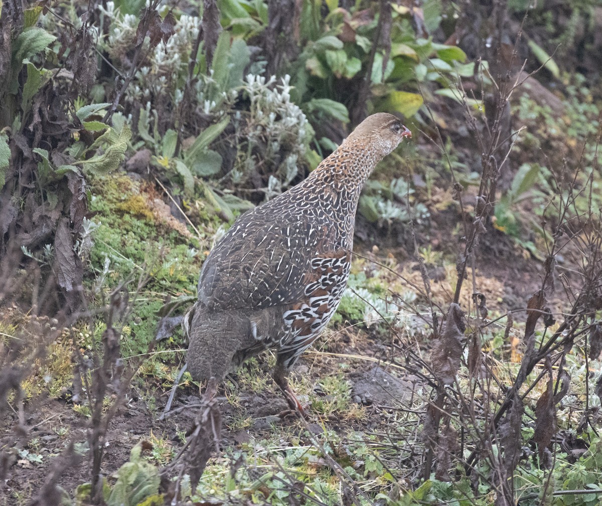 Chestnut-naped Spurfowl (Northern) - ML649411471
