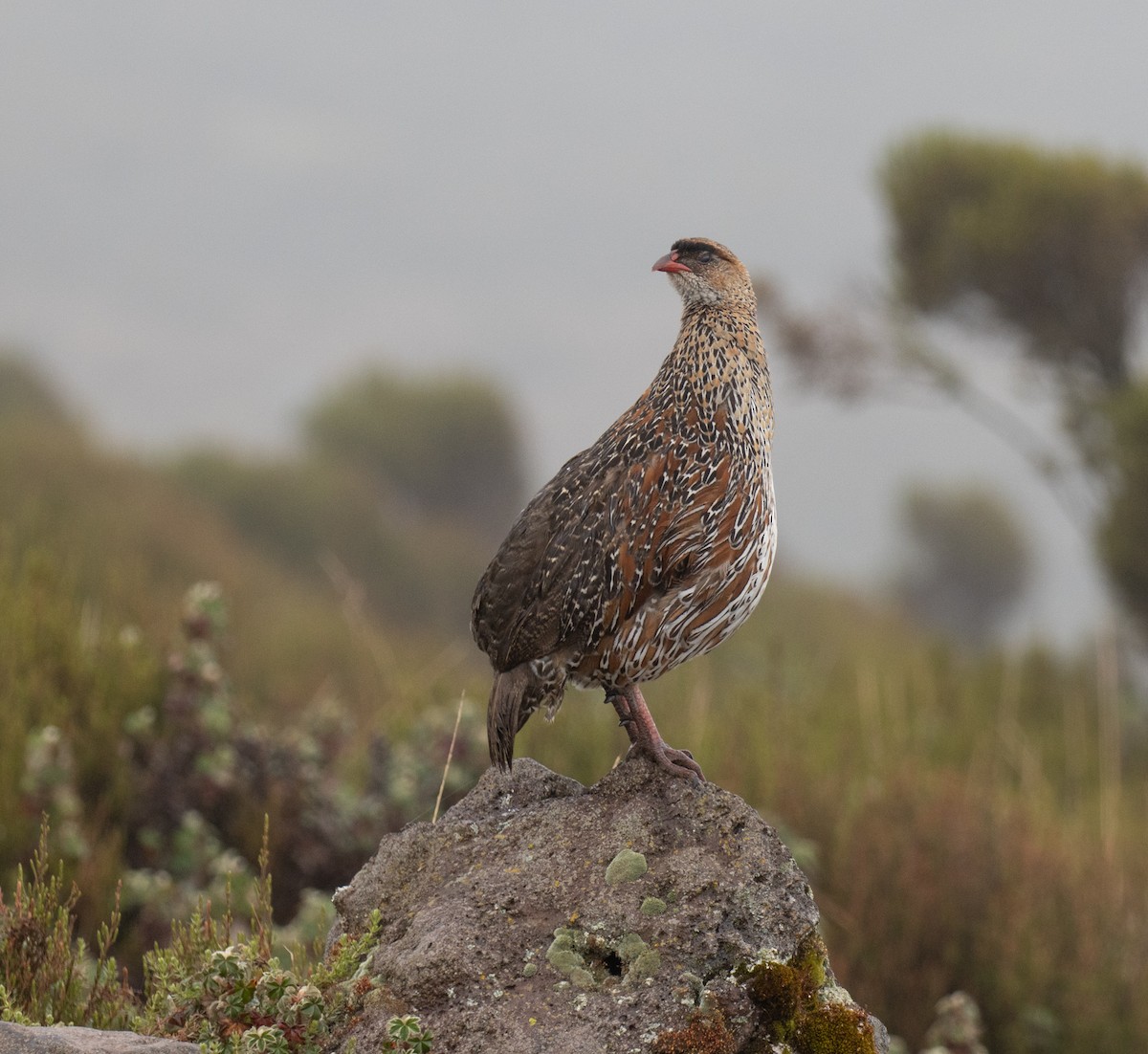 Chestnut-naped Spurfowl (Northern) - ML649411571