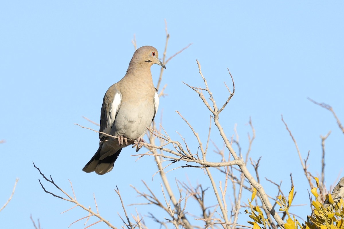 Weißflügeltaube - ML649411671