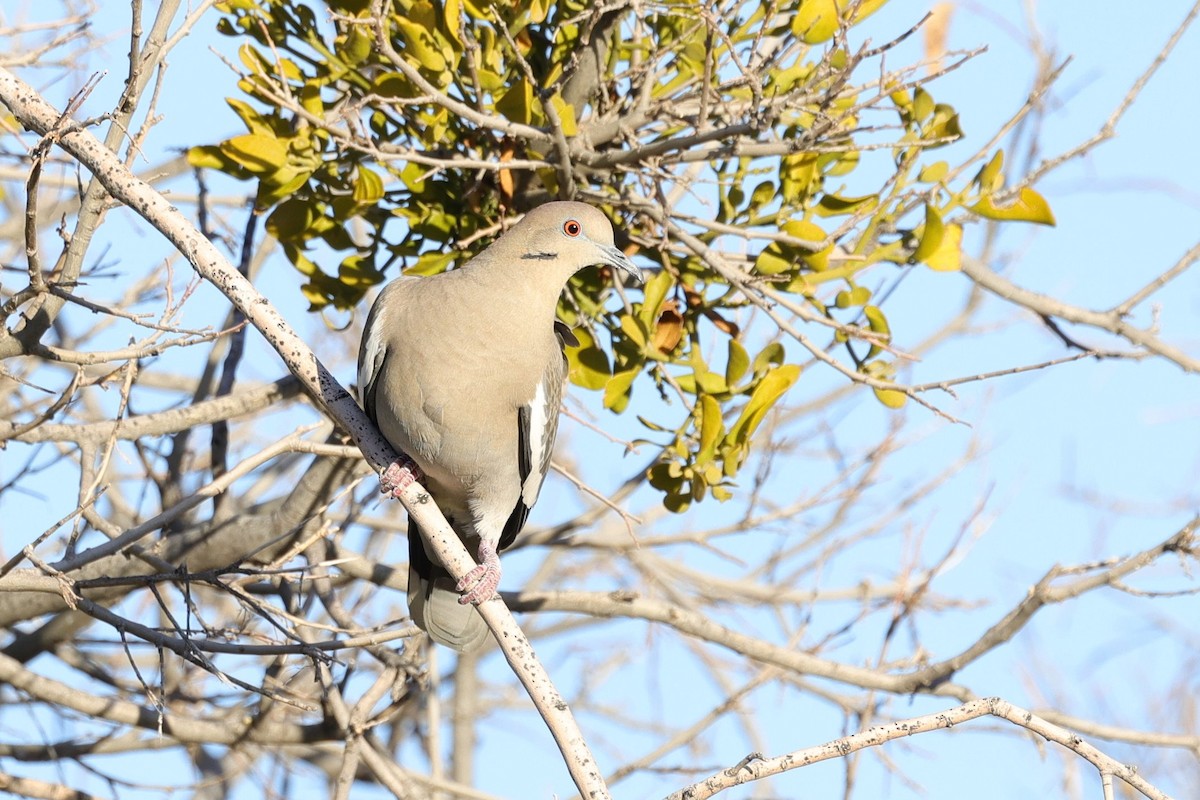 Weißflügeltaube - ML649411672