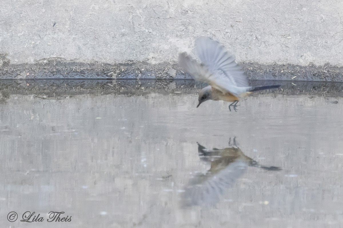 Zimtbauch-Phoebetyrann - ML649411767