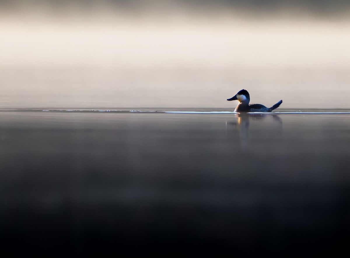 Савка американська - ML649411995