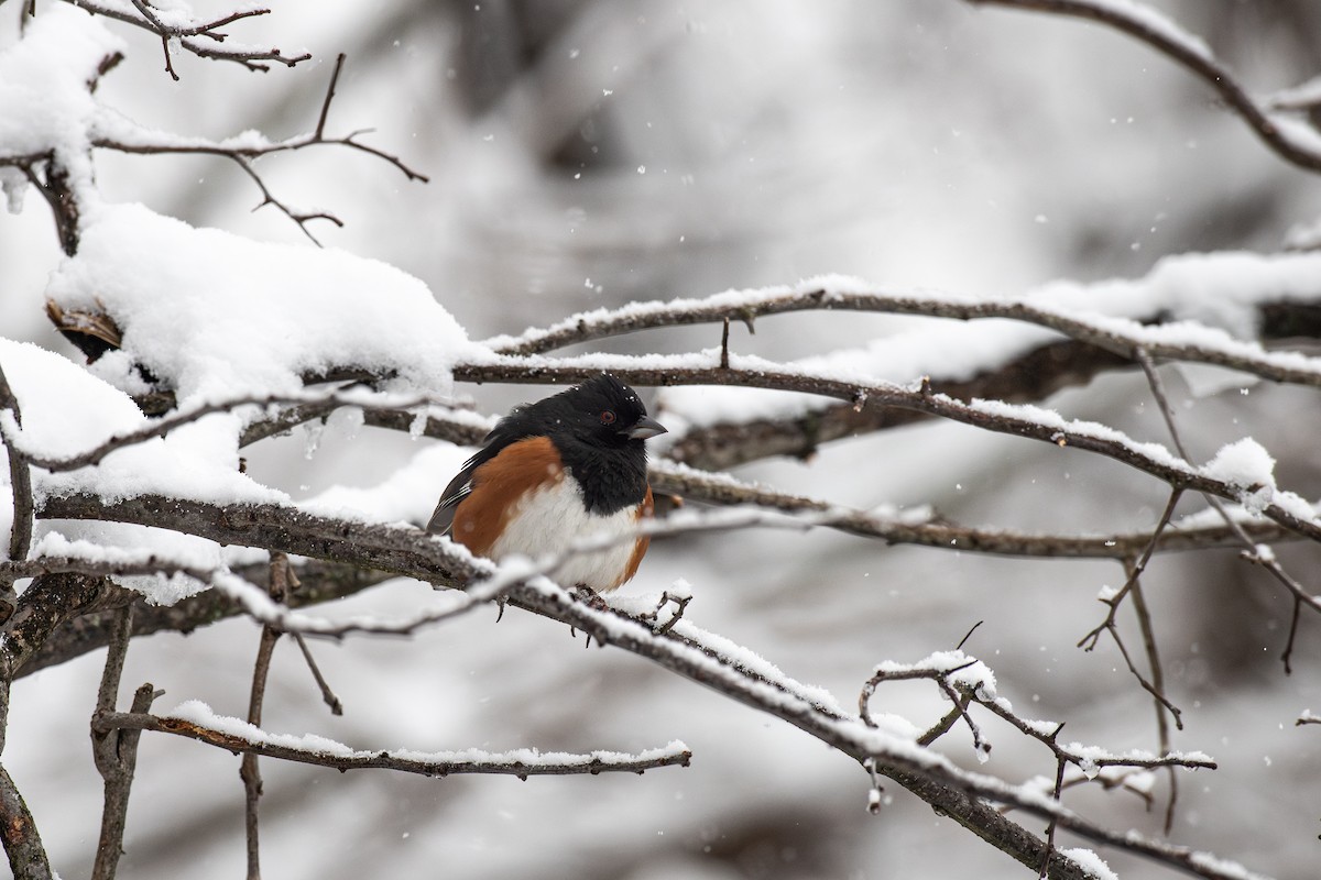 Eastern Towhee - ML649412052